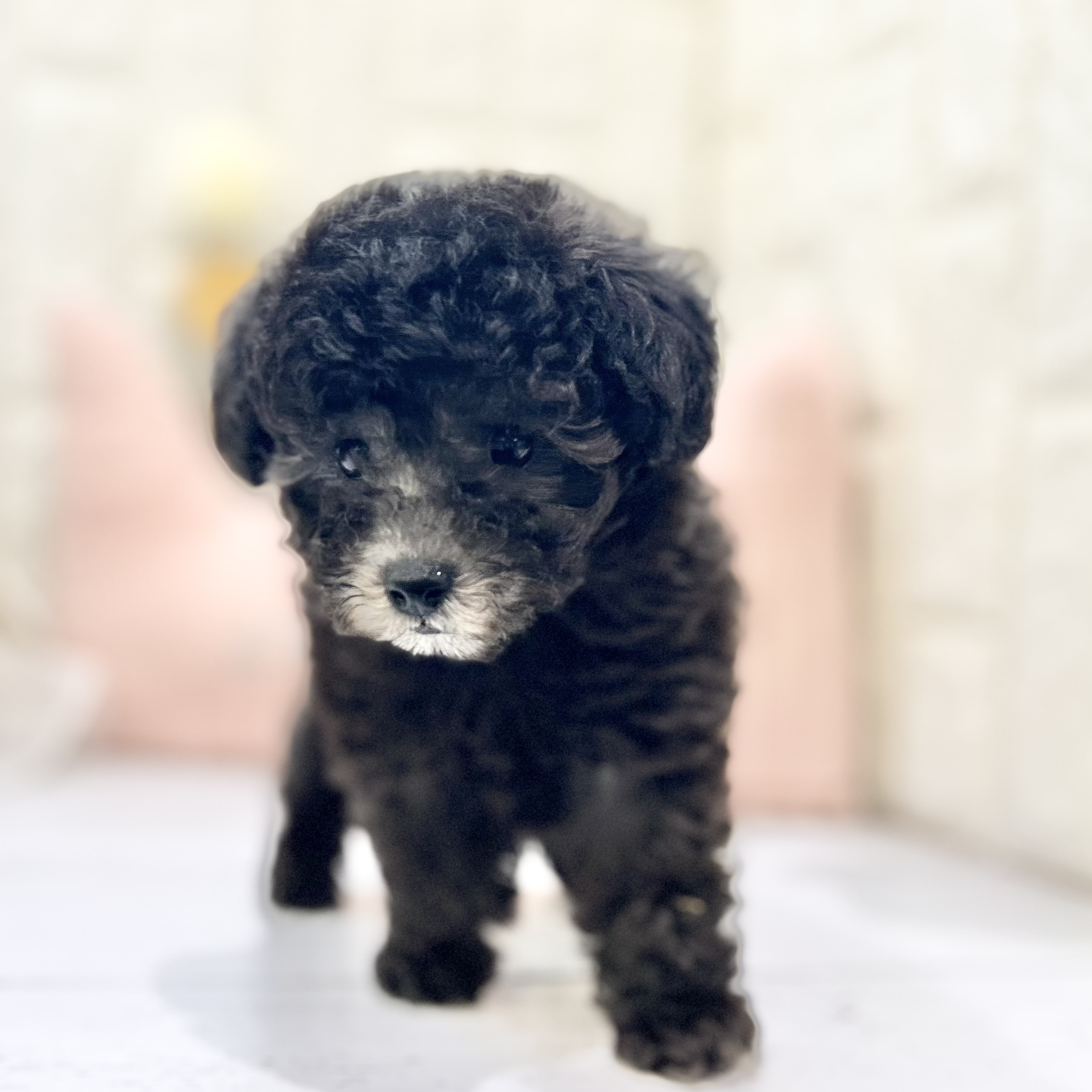 岡山県のタイニープードル (犬の家＆猫の里倉敷店/2025年6月25日生まれ/男の子/シルバー)の子犬の1枚目の画像