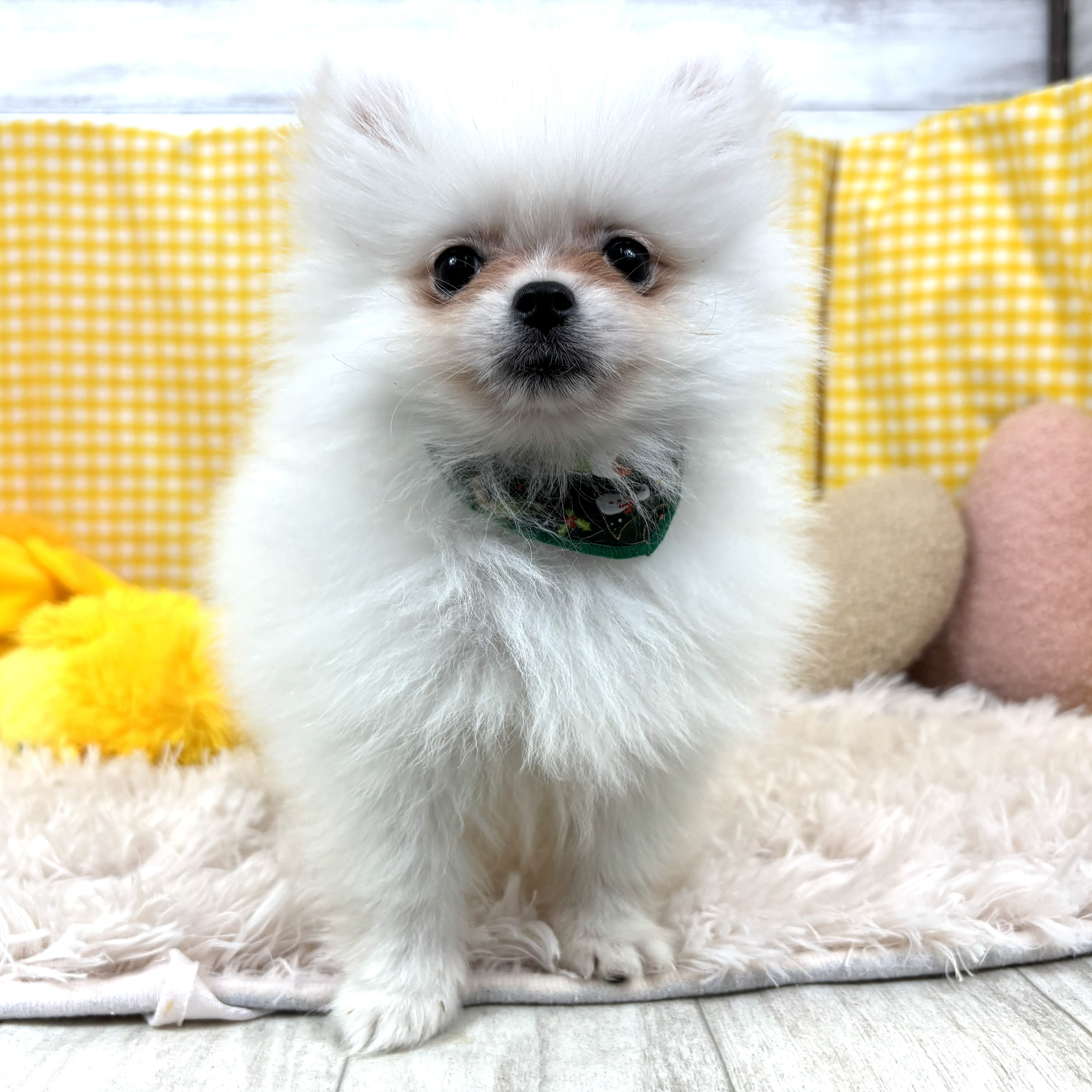 兵庫県のポメラニアン (犬の家＆猫の里川西店/2025年11月4日生まれ/男の子/クリーム)の子犬の1枚目の画像