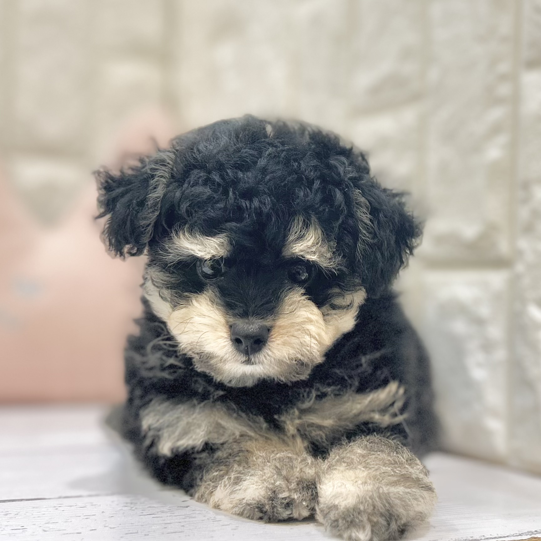 岡山県のポメプー(ポメラニアン×プードル) (犬の家&猫の里倉敷店/2025年7月12日生まれ/男の子/ブラックタンクリーム)の子犬