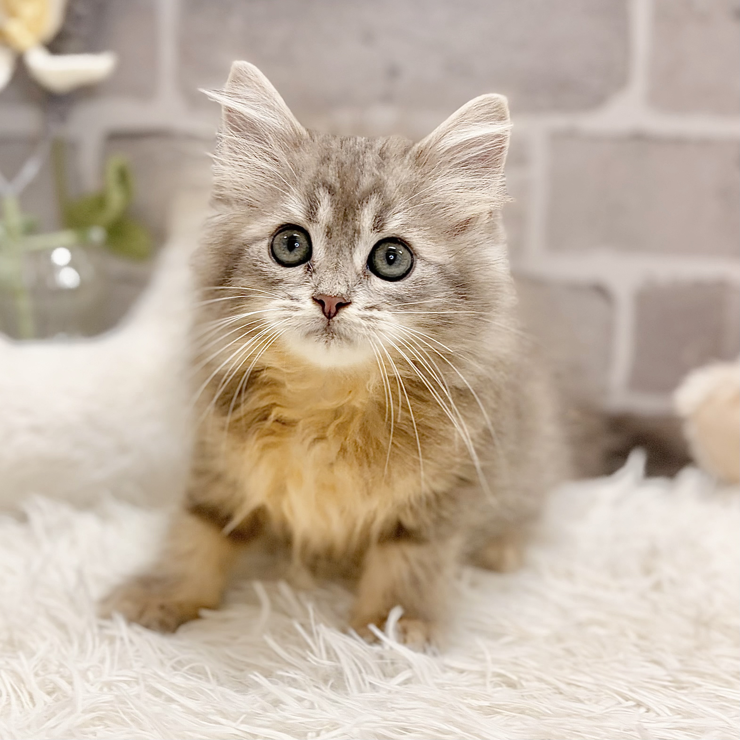 兵庫県のサイベリアン (犬の家＆猫の里神戸店/2026年5月1日生まれ/女の子/ブルータビー)の子猫の1枚目の画像