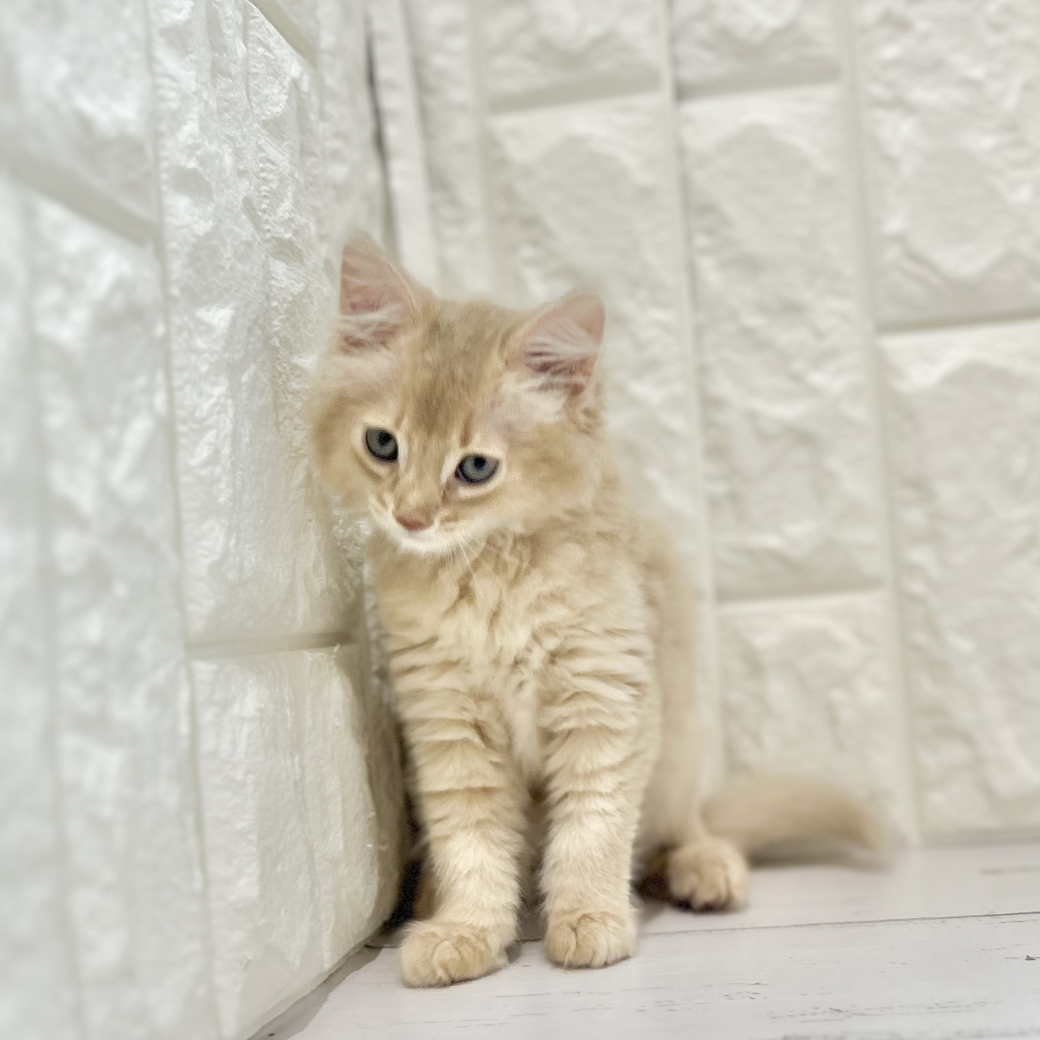 2025年7月19日生まれのソマリの5枚目の写真