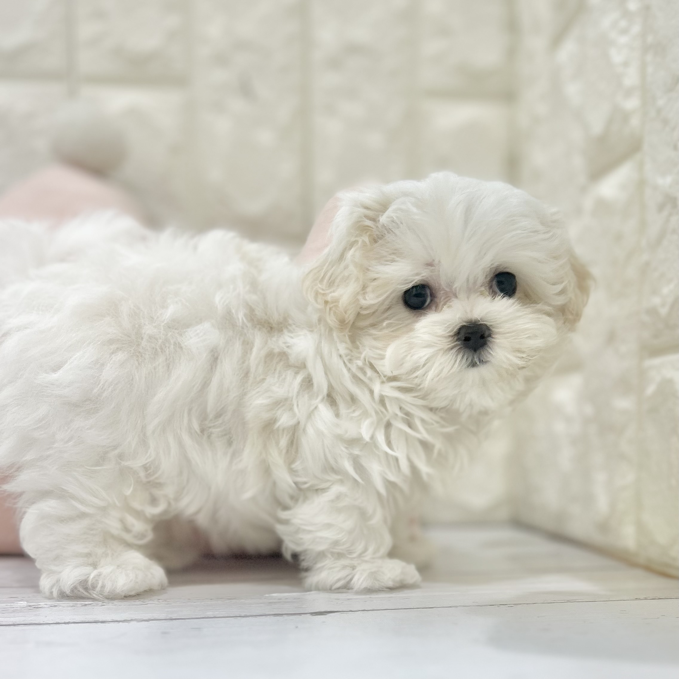 岡山県のマルチーズ (犬の家＆猫の里倉敷店/2025年7月13日生まれ/女の子/ホワイト)の子犬の1枚目の画像