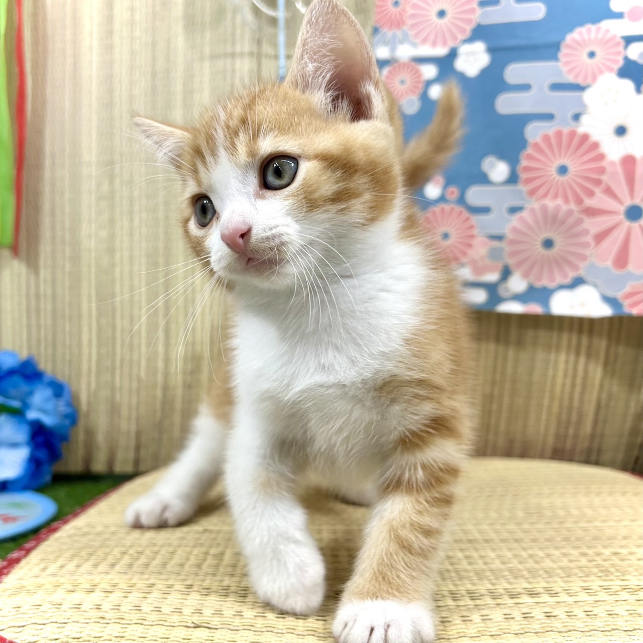 生体画像５