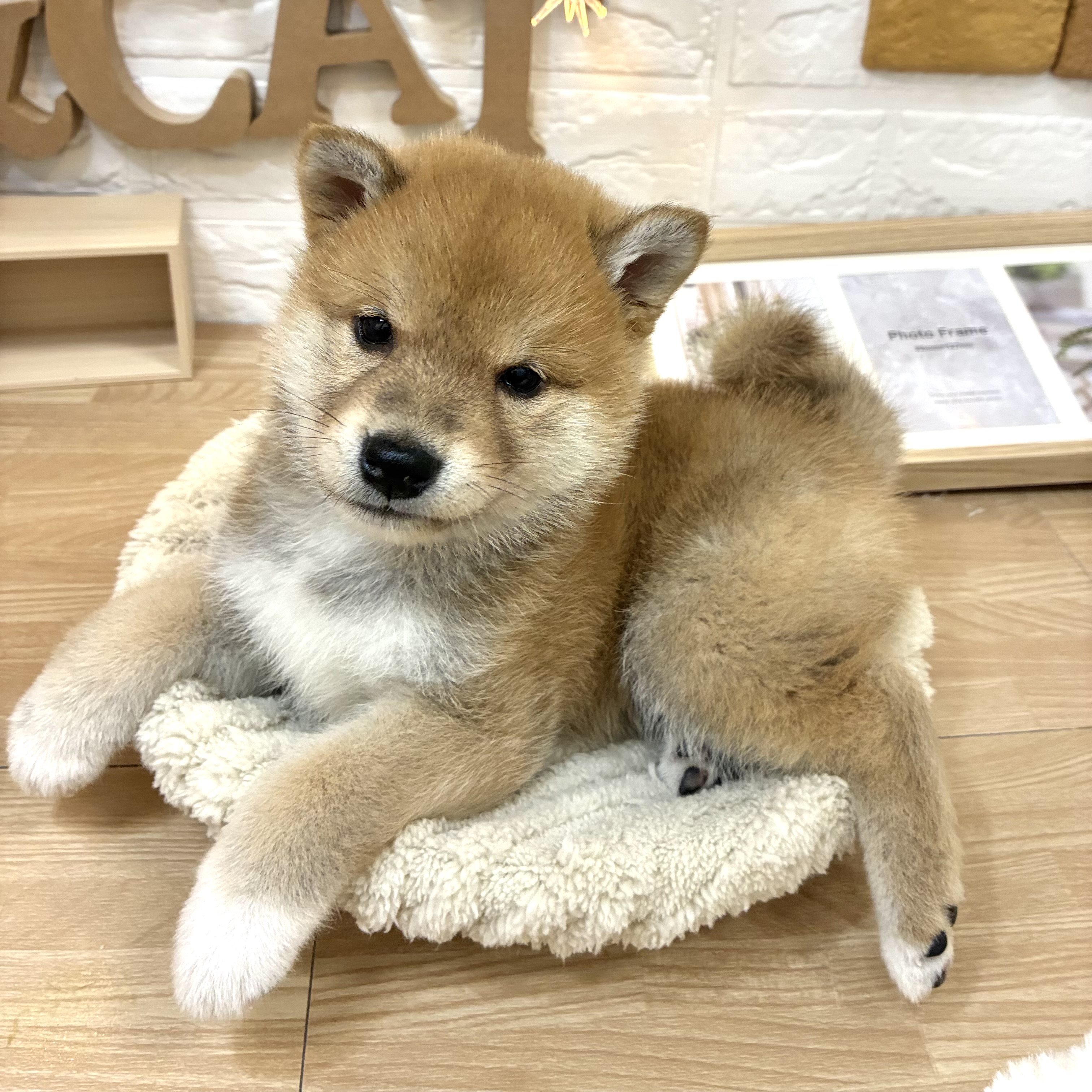 生体画像５