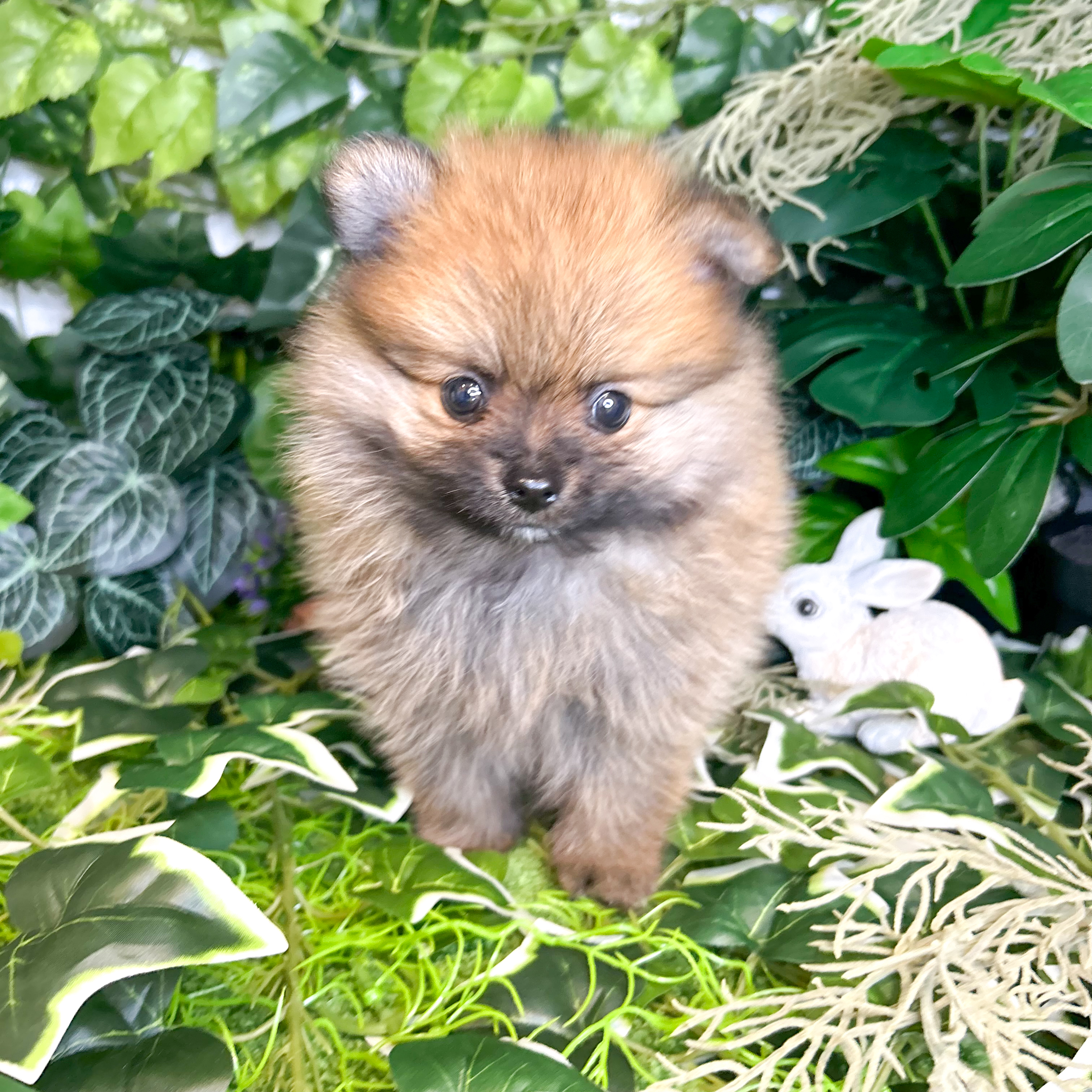 東京都のポメラニアン (犬の家＆猫の里新宿店/2026年6月1日生まれ/男の子/オレンジ)の子犬の1枚目の画像