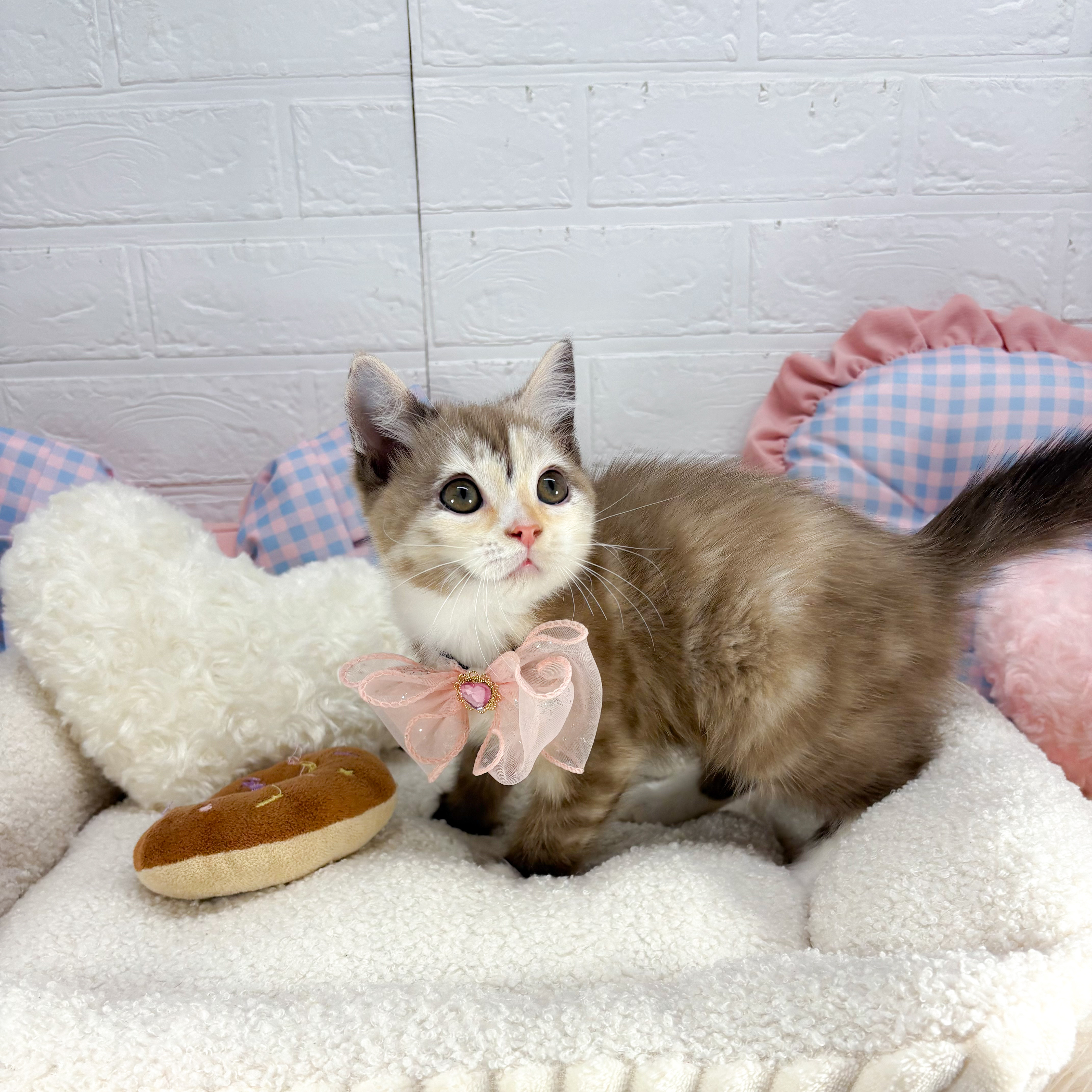 神奈川県のマンチカン (犬の家＆猫の里元住吉ブレーメン通り店/2025年8月18日生まれ/女の子/チョコレートパッチドタビー&ホワイト)の子猫の1枚目の画像