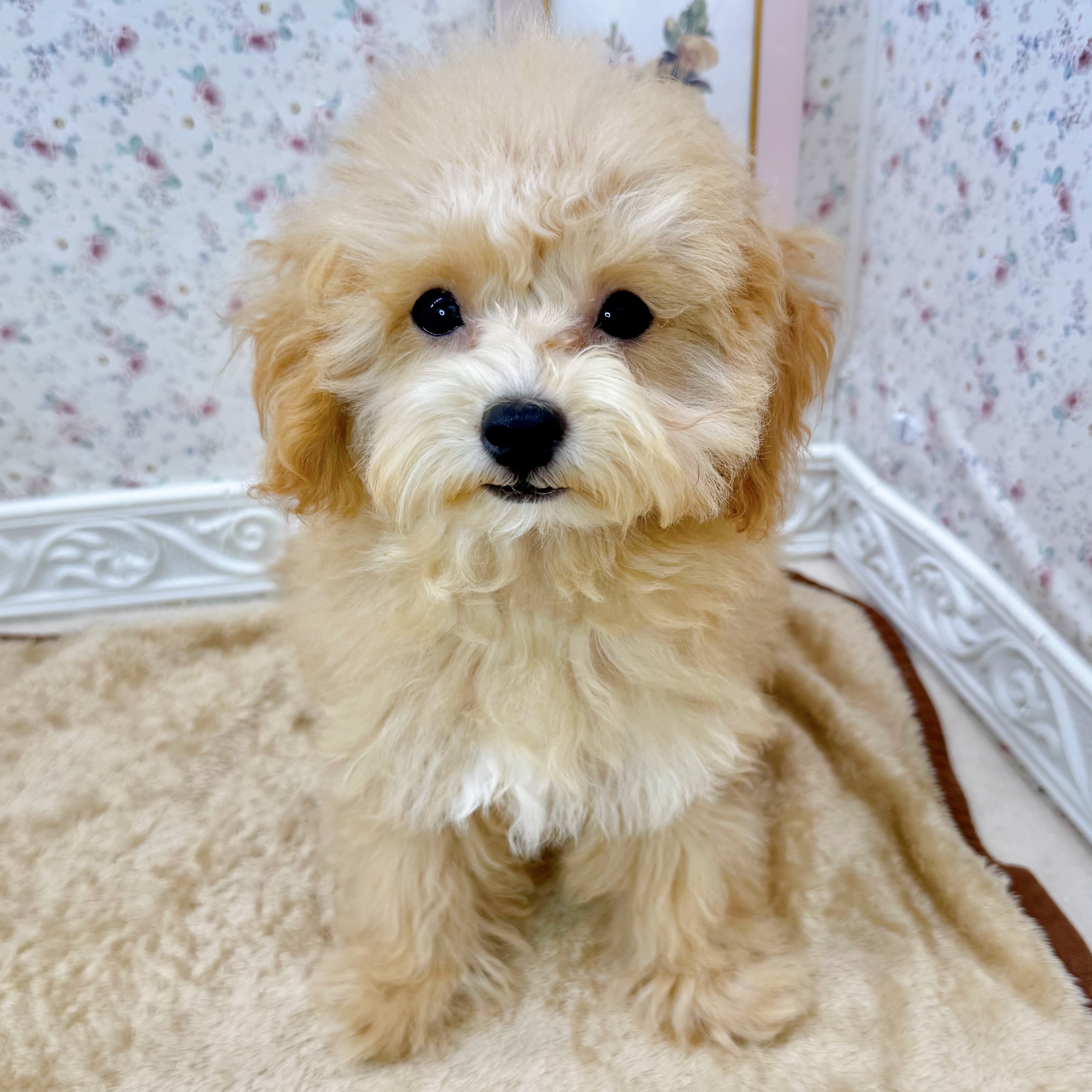 石川県のマルプー(マルチーズ×プードル) (犬の家＆猫の里アミーゴ金沢有松店/2025年8月5日生まれ/女の子/クリームホワイト)の子犬の1枚目の画像