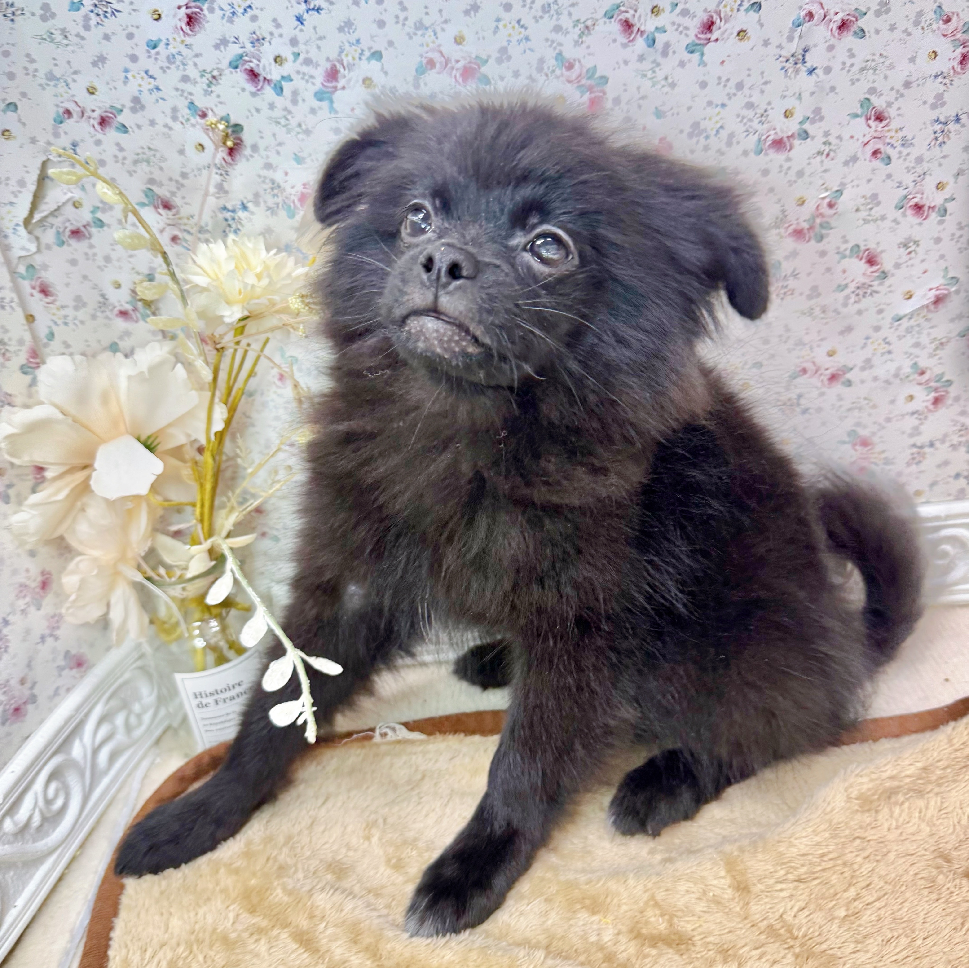 石川県のペキポメ/ポメペキ(ペキニーズ×ポメラニアン) (犬の家＆猫の里アミーゴ金沢有松店/2025年7月5日生まれ/女の子/ブラック)の子犬の1枚目の画像