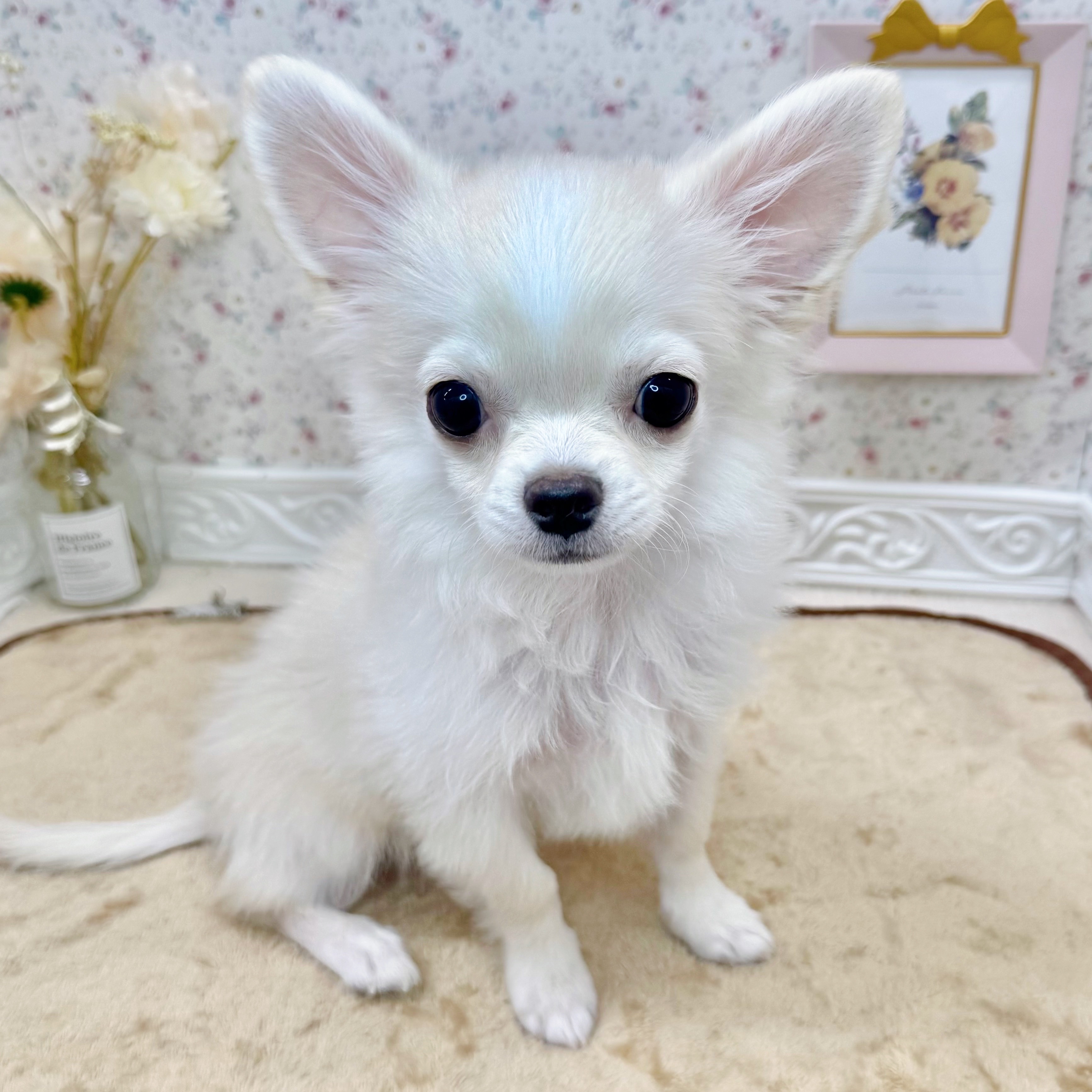 石川県のチワワ(ロング) (犬の家＆猫の里アミーゴ金沢有松店/2025年7月8日生まれ/男の子/クリーム)の子犬の1枚目の画像