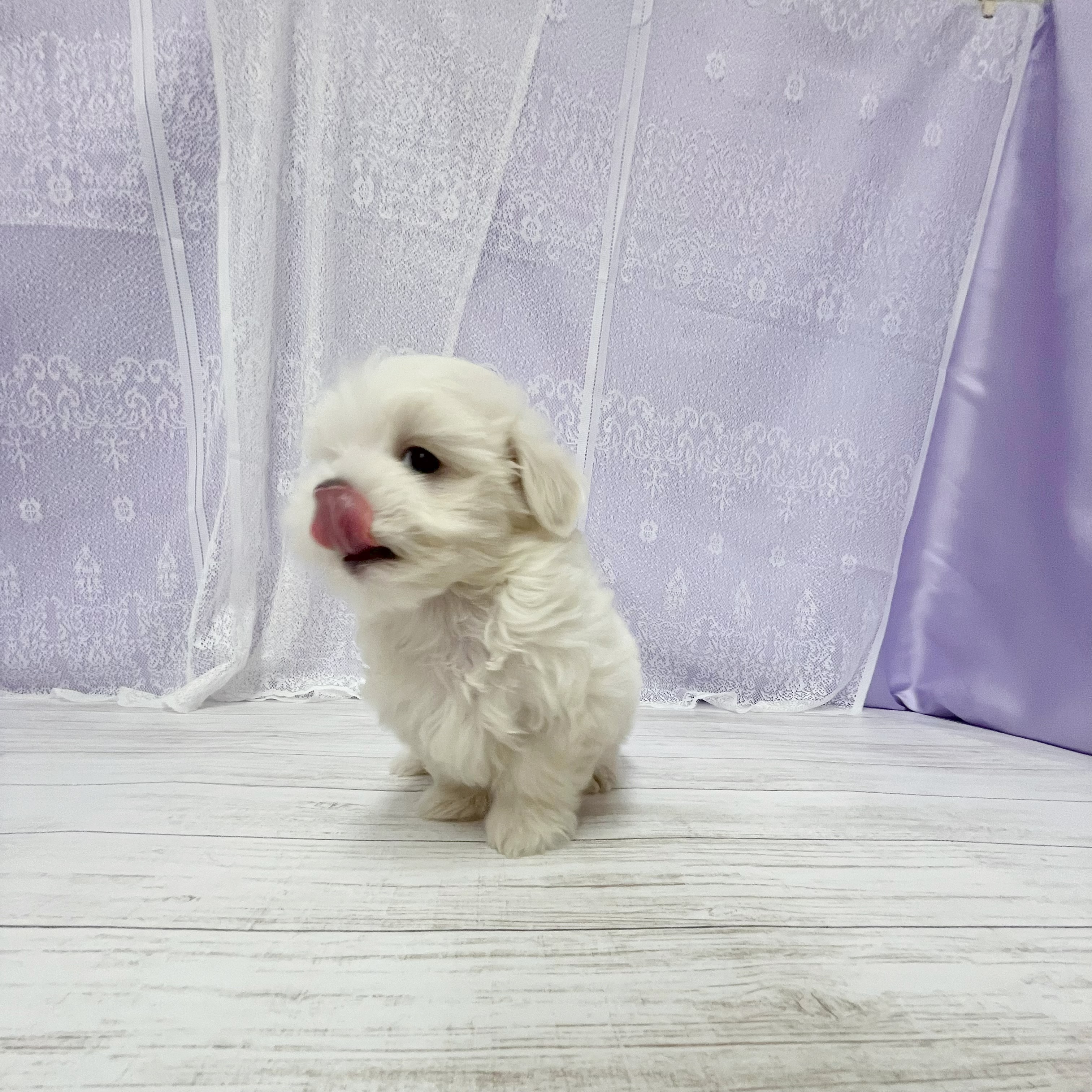 生体画像５
