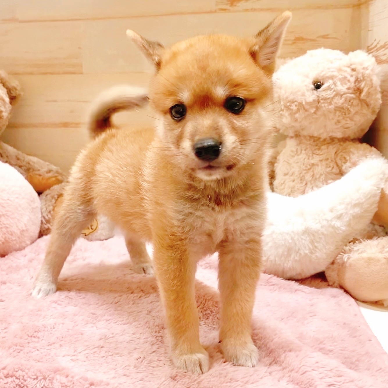 兵庫県の柴犬(標準サイズ) (犬の家＆猫の里神戸店/2025年5月21日生まれ/男の子/赤)の子犬の1枚目の画像