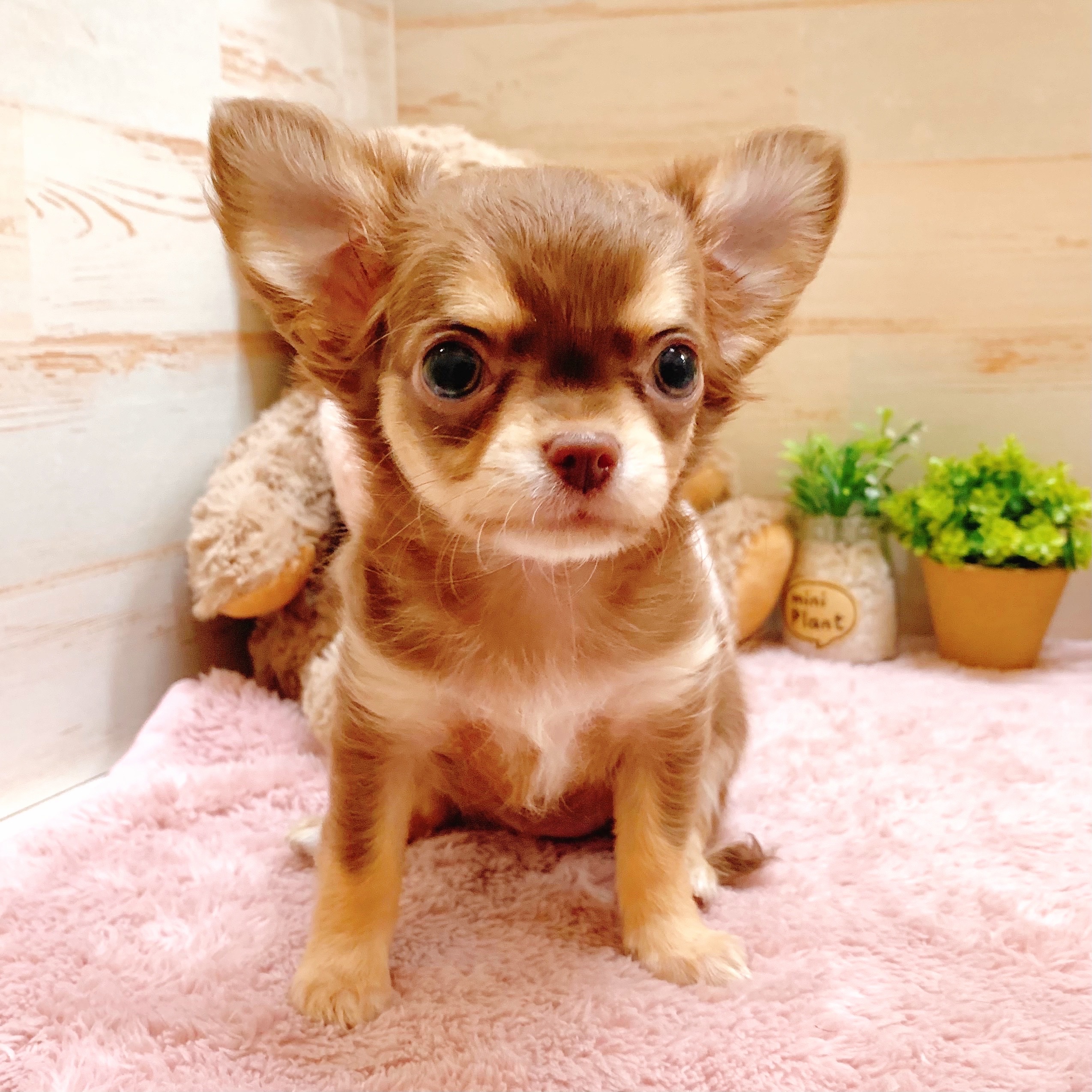犬がくるくる回る理由は？病気の可能性もある？ | ペット