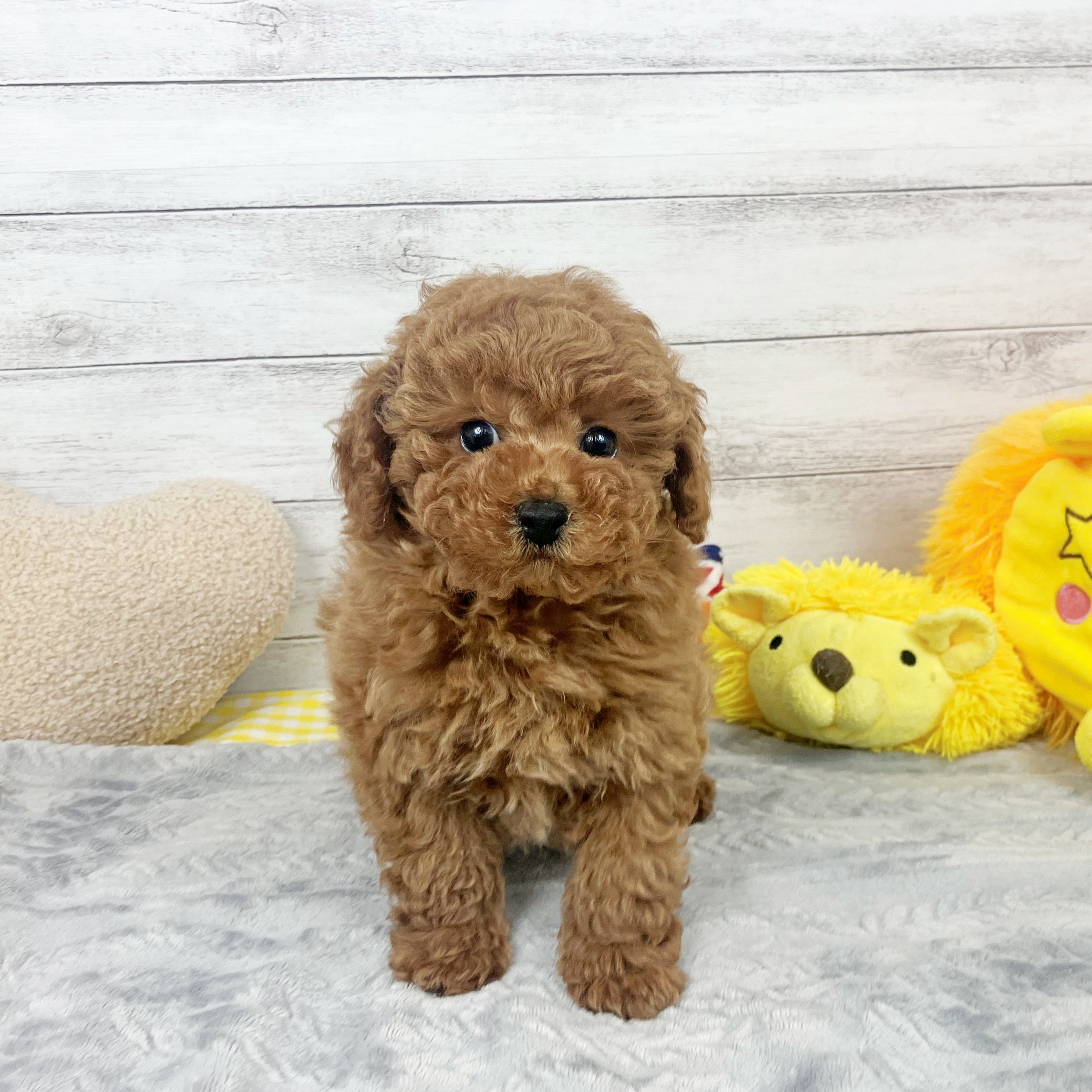 兵庫県のトイプードル(トイ) (犬の家＆猫の里川西店/2025年11月21日生まれ/男の子/レッドフォーン)の子犬の1枚目の画像