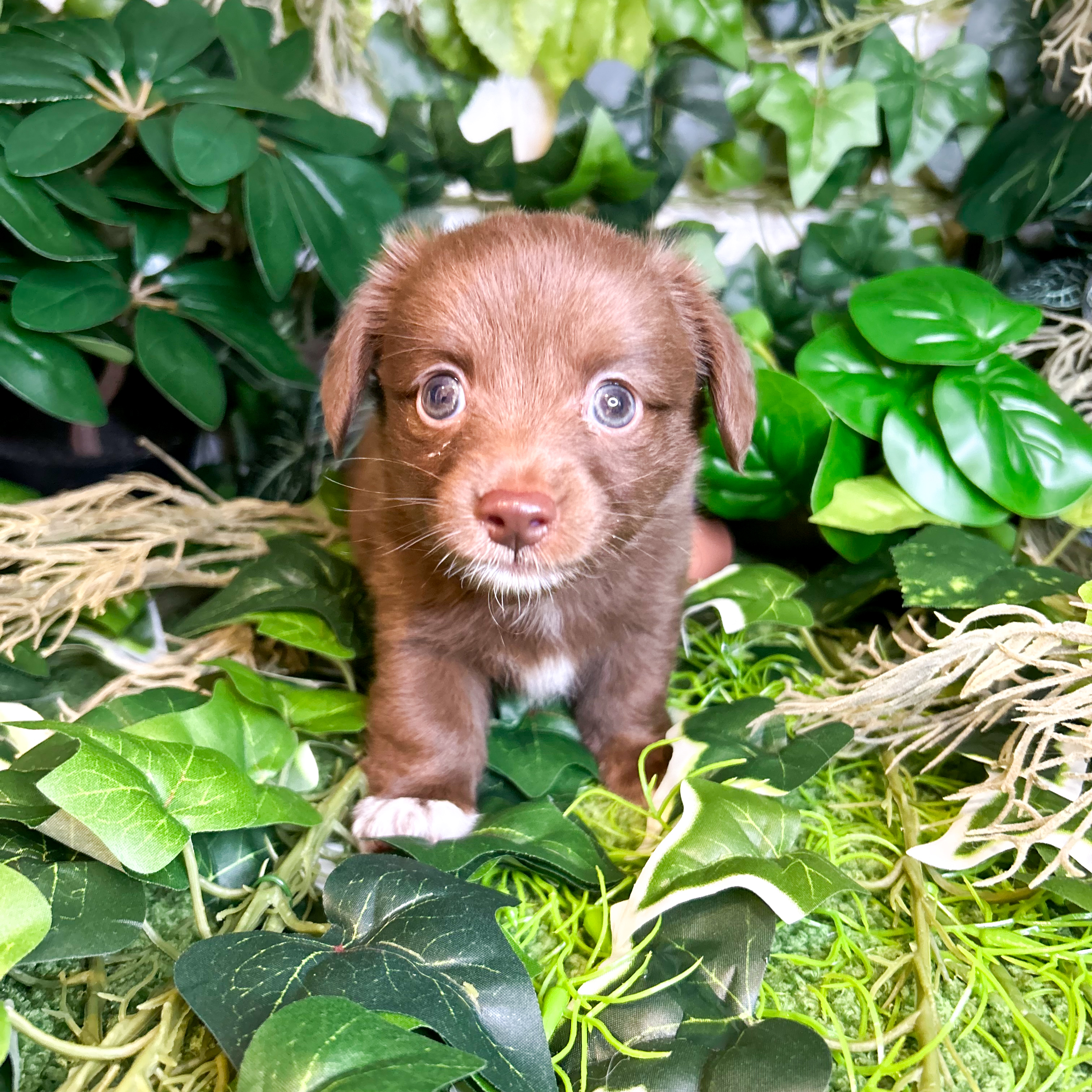 東京都のチワックス(チワワ×ダックス) (犬の家＆猫の里新宿店/2026年6月29日生まれ/男の子/チョコレート)の子犬の1枚目の画像