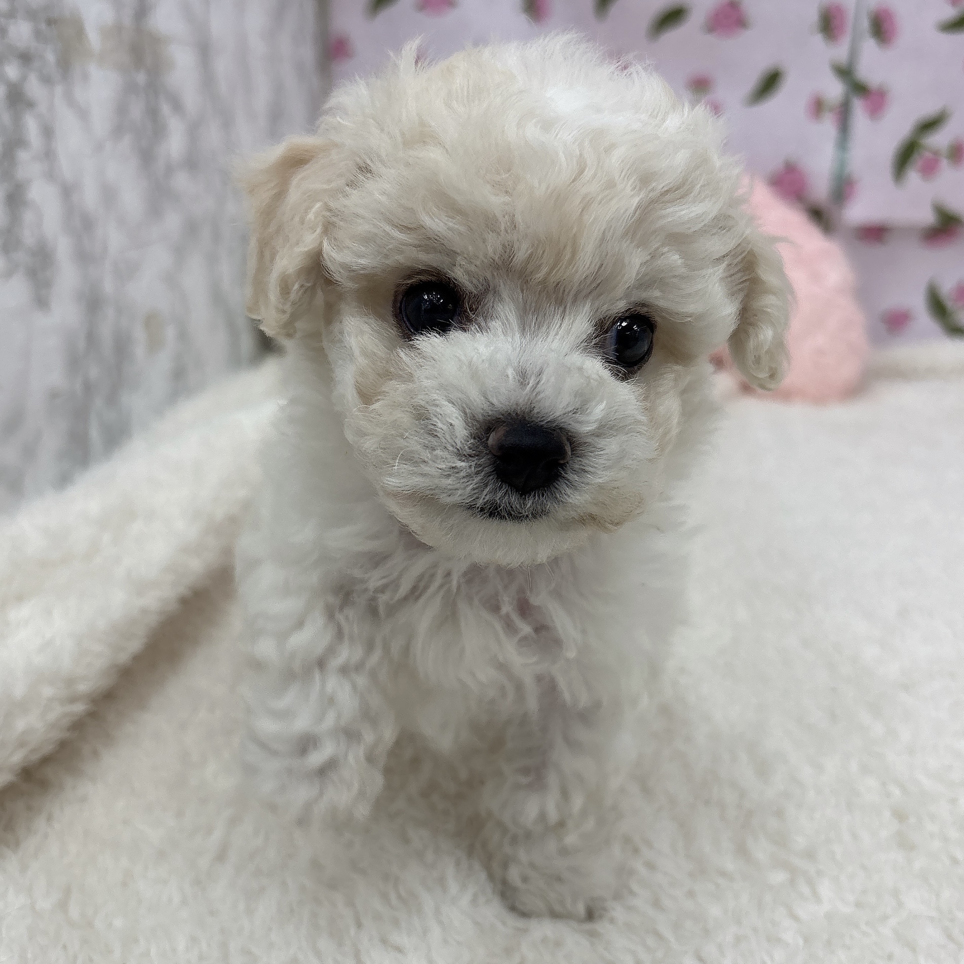 愛知県のビションプー(ビションフリーゼ×プードル) (犬の家＆猫の里エアポートウォーク店/2026年6月24日生まれ/男の子/ホワイトクリーム)の子犬の1枚目の画像