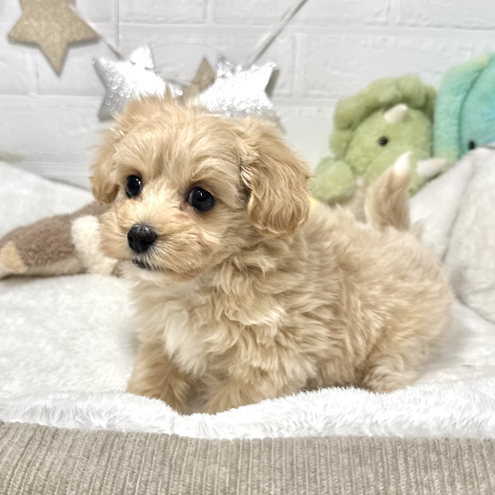 兵庫県のマルプー(マルチーズ×プードル) (犬の家＆猫の里ニッケパークタウン加古川店/2026年1月24日生まれ/女の子/クリーム)の子犬の1枚目の画像