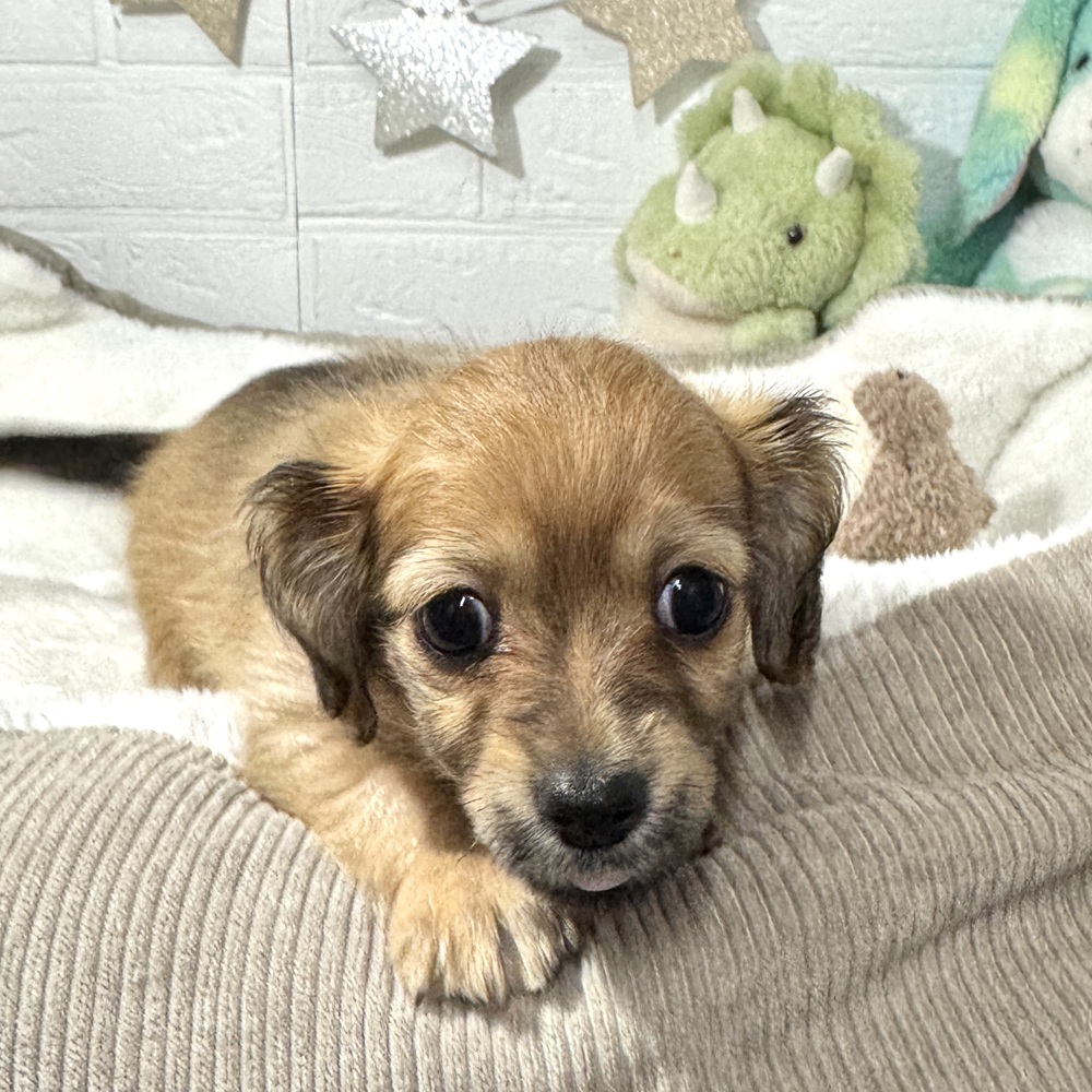 兵庫県のチワックス(チワワ×ダックス) (犬の家＆猫の里ニッケパークタウン加古川店/2026年2月3日生まれ/女の子/シェーデットレッド)の子犬の1枚目の画像