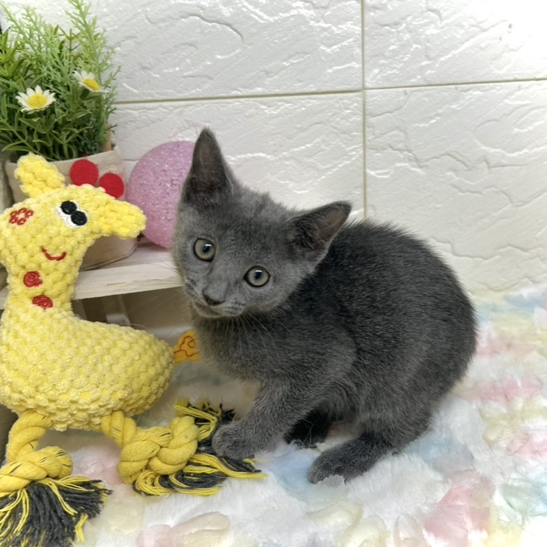 ロシアンブルー女の子の写真