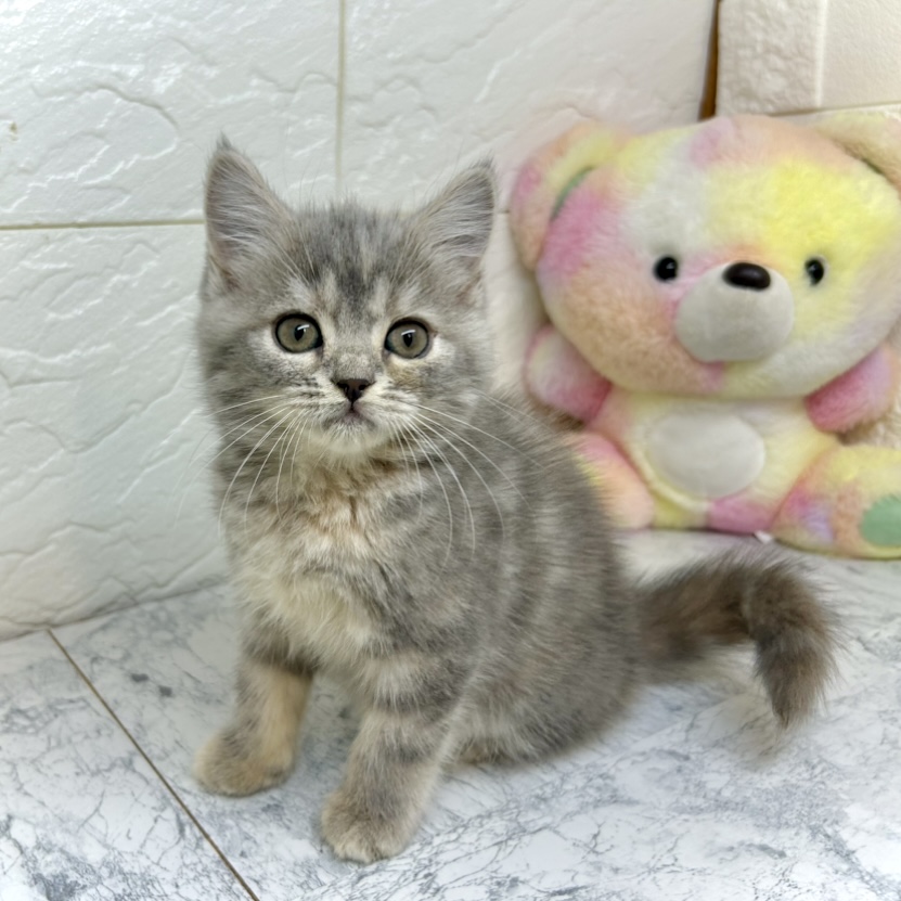 兵庫県のスコティッシュストレート (犬の家＆猫の里ゆめタウン姫路店/2025年5月24日生まれ/女の子/ブルーパッチドタビーホワイト)の子猫の1枚目の画像