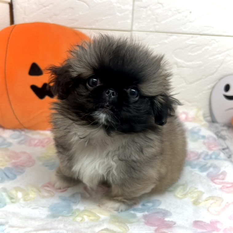 兵庫県のペキニーズ (犬の家＆猫の里ゆめタウン姫路店/2025年8月10日生まれ/女の子/フォーンホワイト)の子犬の1枚目の画像