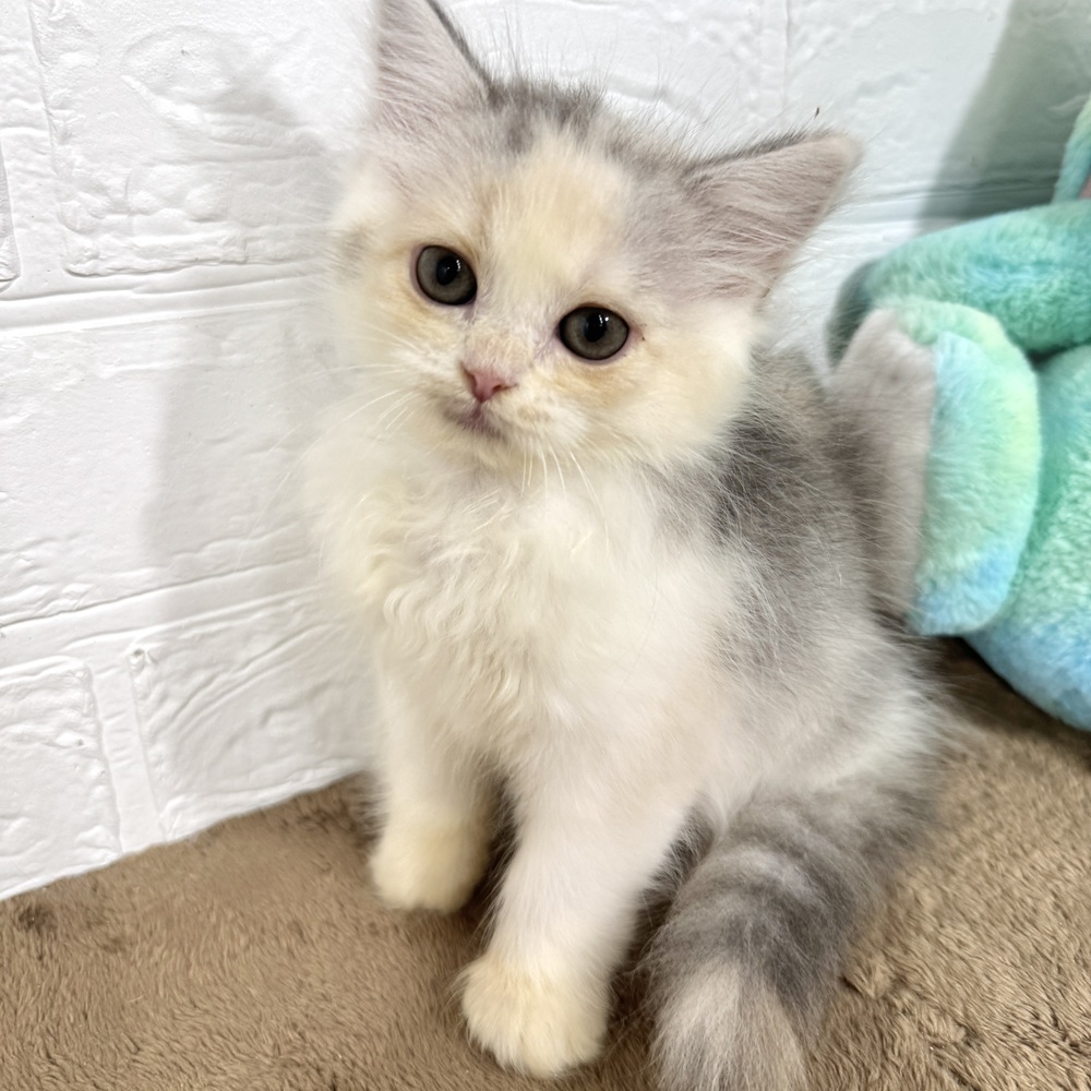 兵庫県のラガマフィン (犬の家＆猫の里ニッケパークタウン加古川店/2025年7月25日生まれ/女の子/シルバーパッチドタビーホワイト)の子猫
