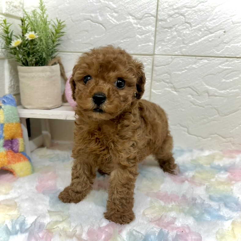 ティーカッププードル女の子の写真