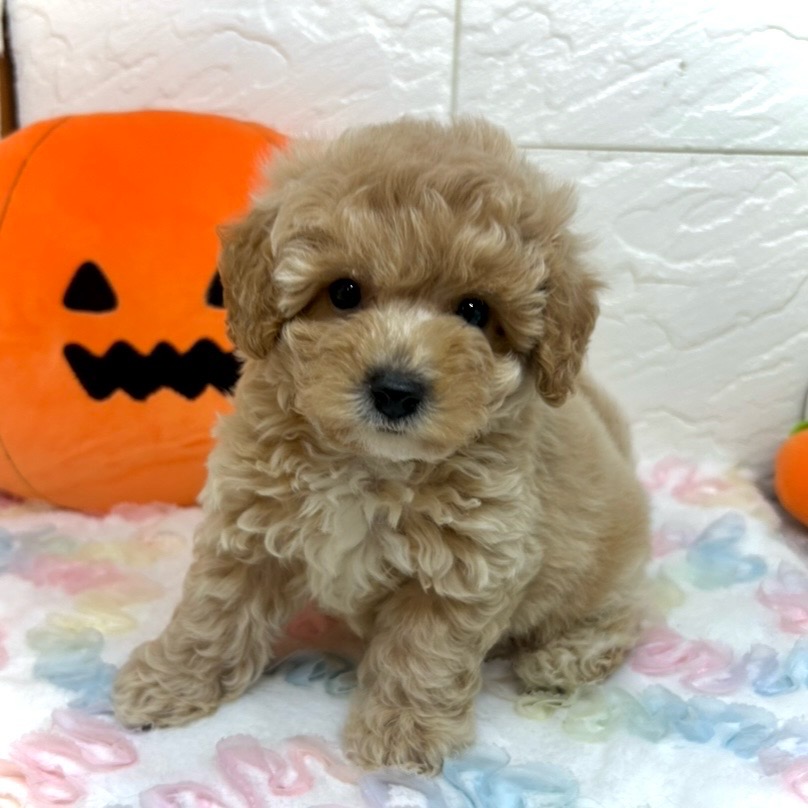 兵庫県のビションプー(ビションフリーゼ×プードル) (犬の家＆猫の里ゆめタウン姫路店/2025年8月16日生まれ/男の子/アプリコット)の子犬の1枚目の画像