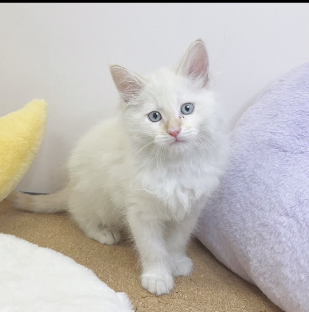 静岡県のメインクーン (犬の家＆猫の里マークイズ静岡店/2026年2月15日生まれ/男の子/クリームリンクスポイント&ホワイト)の子猫の1枚目の画像