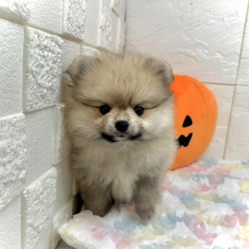 兵庫県のポメラニアン (犬の家＆猫の里ゆめタウン姫路店/2025年8月21日生まれ/女の子/ウルフセーブル)の子犬の1枚目の画像