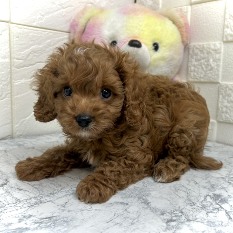 兵庫県のキャバプー(キャバリア×プードル) (犬の家＆猫の里ゆめタウン姫路店/2025年5月30日生まれ/男の子/ルビーホワイト)の子犬