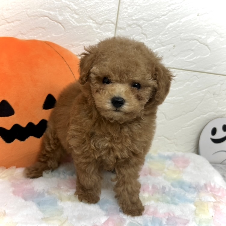 兵庫県のトイプードル(トイ) (犬の家＆猫の里ゆめタウン姫路店/2025年8月22日生まれ/女の子/レッド)の子犬の1枚目の画像