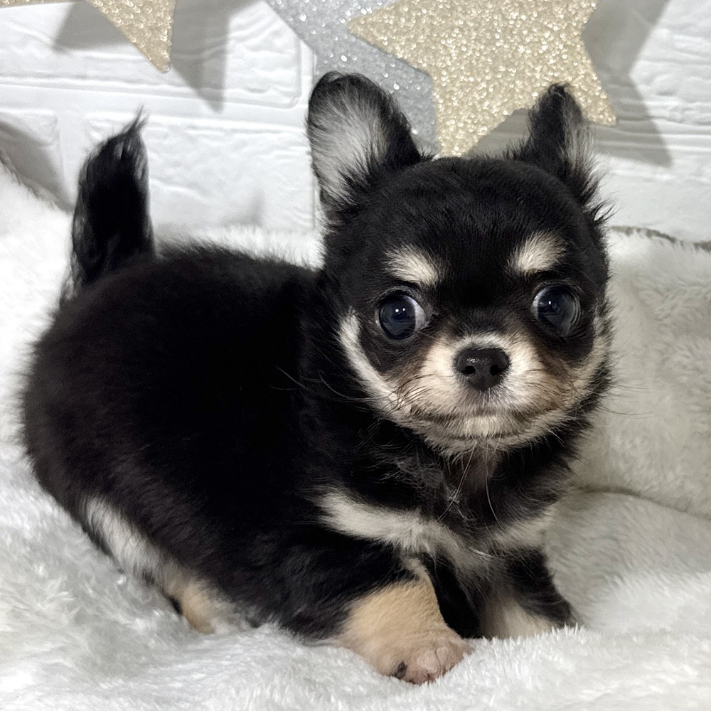 兵庫県のチワワ(ロング) (犬の家＆猫の里ニッケパークタウン加古川店/2026年3月16日生まれ/男の子/ブラックタン)の子犬の1枚目の画像