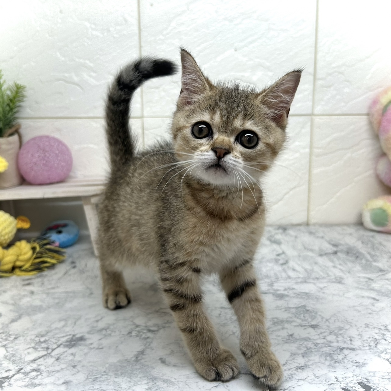 兵庫県のミヌエット (犬の家＆猫の里ゆめタウン姫路店/2025年5月24日生まれ/男の子/ブラウンタビー)の子猫の1枚目の画像