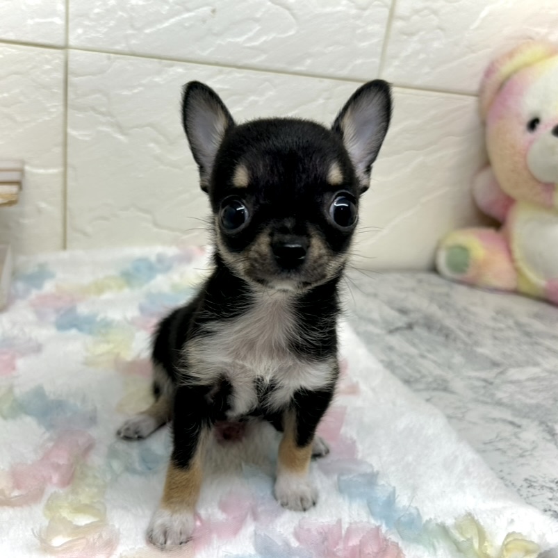 兵庫県のチワワ(スムース) (犬の家＆猫の里ゆめタウン姫路店/2025年10月24日生まれ/男の子/ブラックタンホワイト)の子犬の1枚目の画像