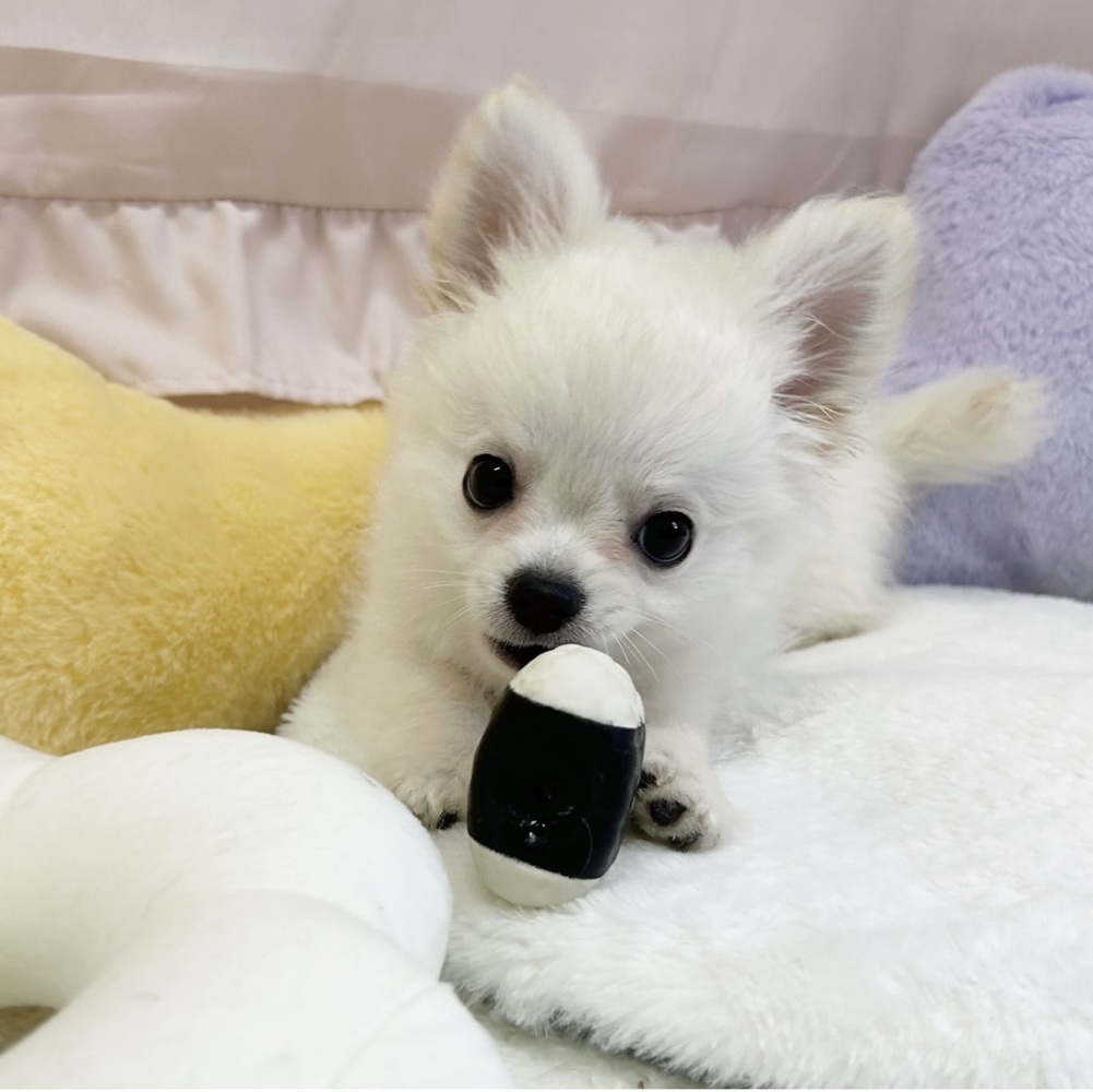 静岡県のチワワ(ロング) (犬の家＆猫の里マークイズ静岡店/2026年3月30日生まれ/男の子/クリーム)の子犬の1枚目の画像