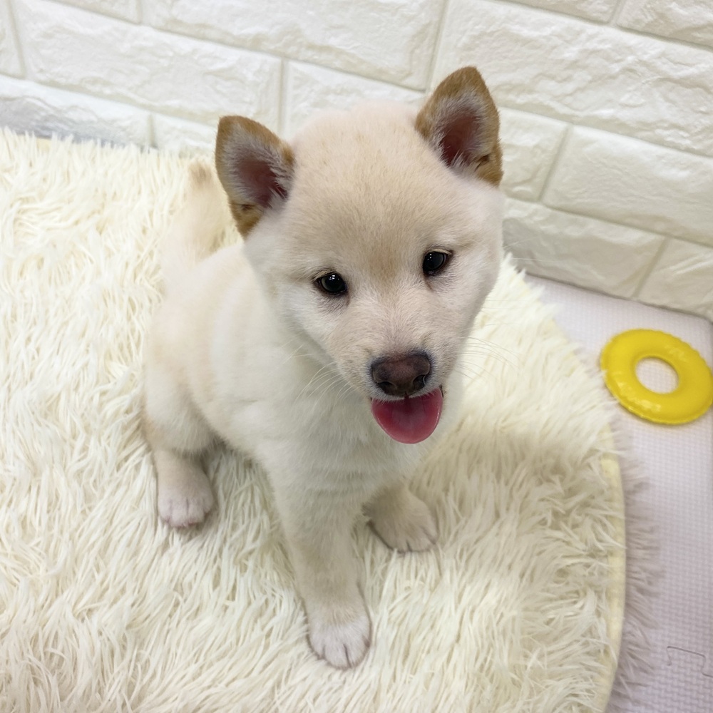 愛知県の豆柴 (犬の家＆猫の里MEGAドン・キホーテ東海名和店/2025年8月3日生まれ/男の子/白)の子犬