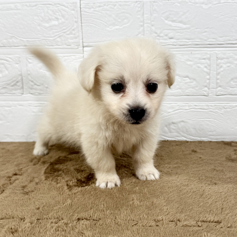 兵庫県のポメックス(ポメラニアン×ダックス) (犬の家＆猫の里ニッケパークタウン加古川店/2025年5月17日生まれ/男の子/クリーム)の子犬の1枚目の画像