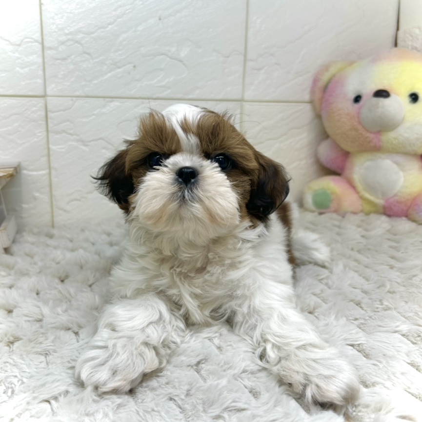 兵庫県のシーズー (犬の家＆猫の里ゆめタウン姫路店/2025年11月19日生まれ/女の子/ゴールドホワイト)の子犬の1枚目の画像