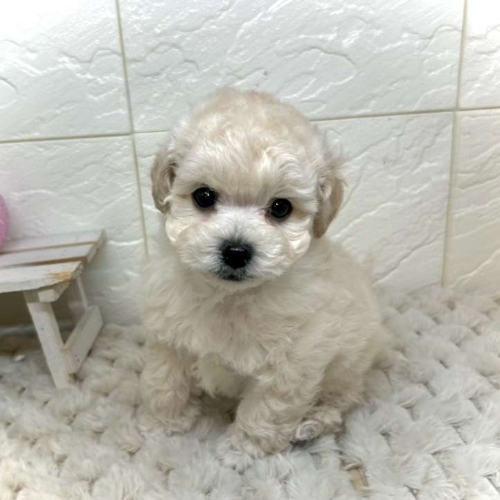 ハーフ犬男の子の写真