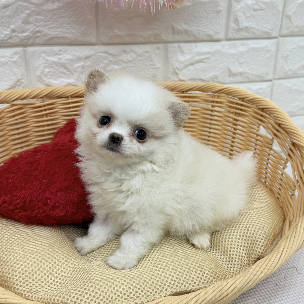 愛知県のポメチワ/チワポメ/ポメチー(ポメラニアン×チワワ) (犬の家＆猫の里MEGAドン・キホーテ東海名和店/2026年3月17日生まれ/男の子/クリーム)の子犬の1枚目の画像