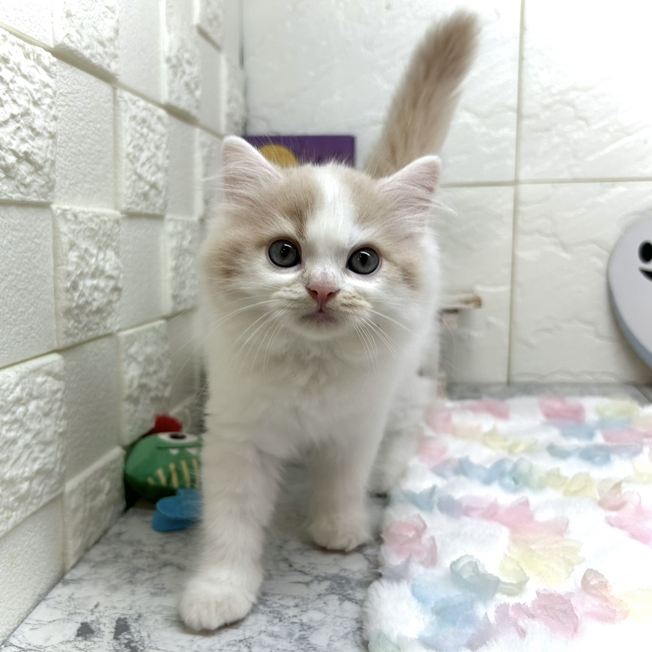 兵庫県のスコティッシュストレート (犬の家＆猫の里ゆめタウン姫路店/2025年7月13日生まれ/男の子/クリームタビーホワイト)の子猫の1枚目の画像