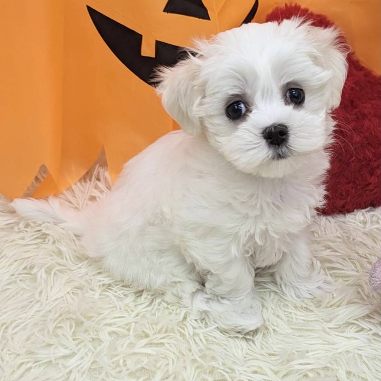 愛知県のマルチーズ (犬の家＆猫の里MEGAドン・キホーテ東海名和店/2025年8月30日生まれ/女の子/ホワイト)の子犬の1枚目の画像