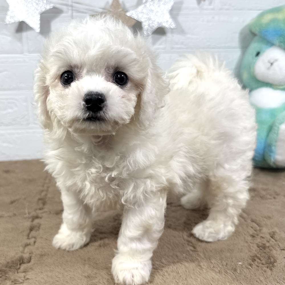 兵庫県のビションフリーゼ (犬の家＆猫の里ニッケパークタウン加古川店/2025年6月25日生まれ/女の子/ホワイト)の子犬の1枚目の画像