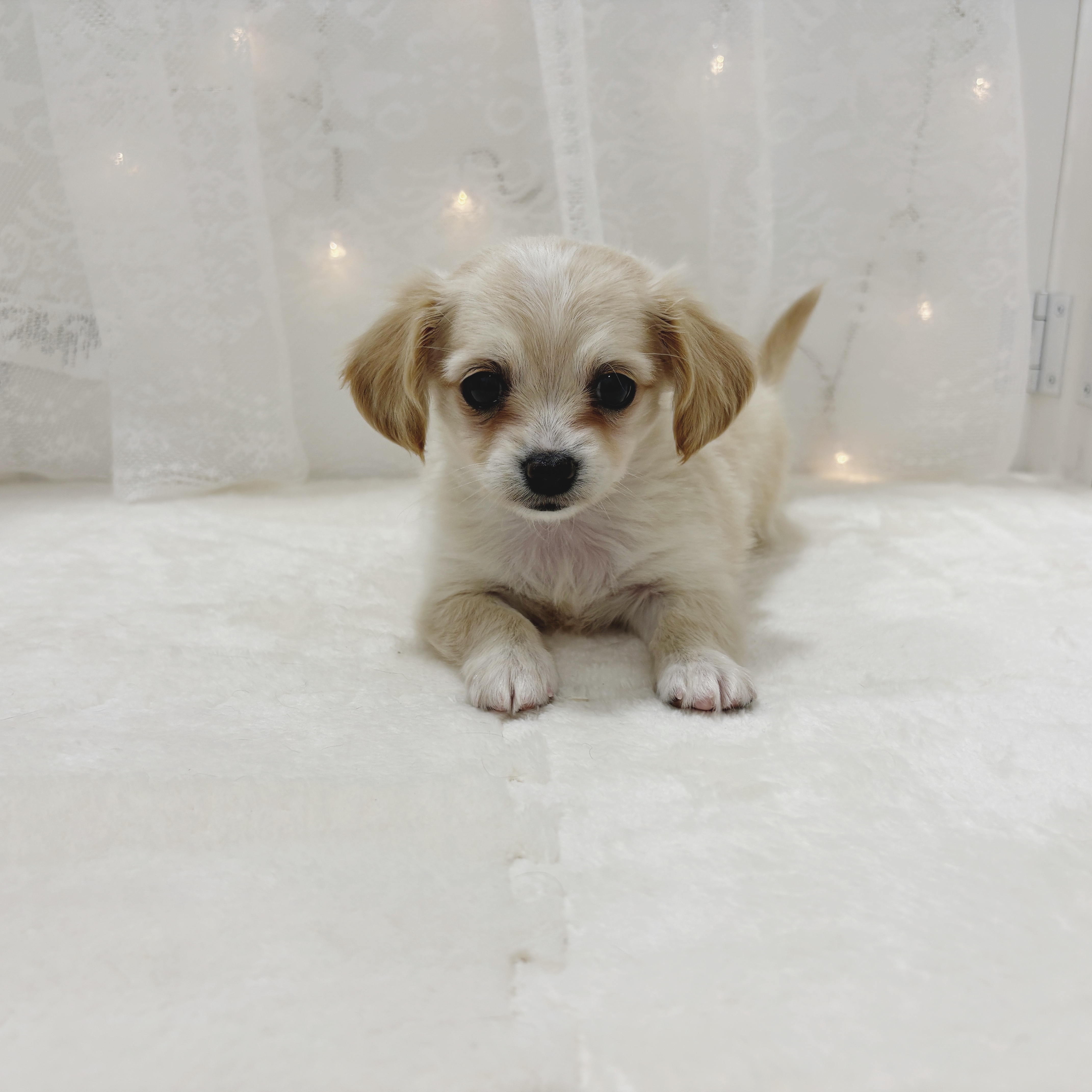 千葉県のチワックス(チワワ×ダックス) (犬の家＆猫の里BIGHOPガーデンモール印西店/2025年12月26日生まれ/女の子/クリーム)の子犬の1枚目の画像