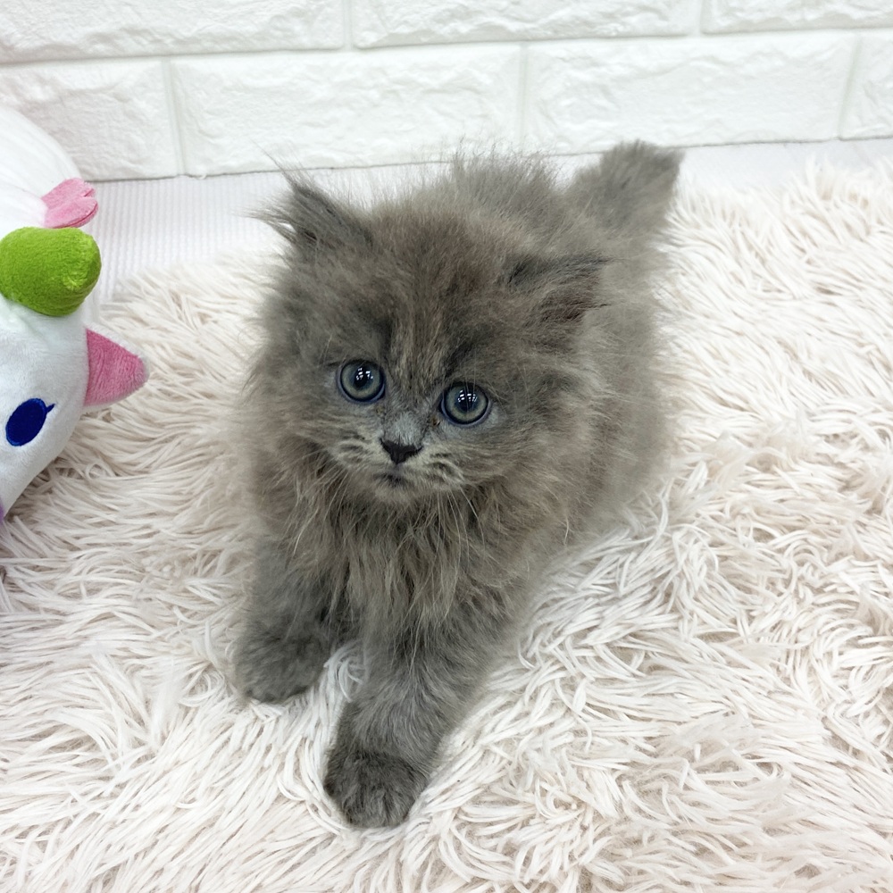 愛知県のミヌエット (犬の家＆猫の里MEGAドン・キホーテ東海名和店/2025年5月17日生まれ/男の子/ブルー)の子猫の1枚目の画像