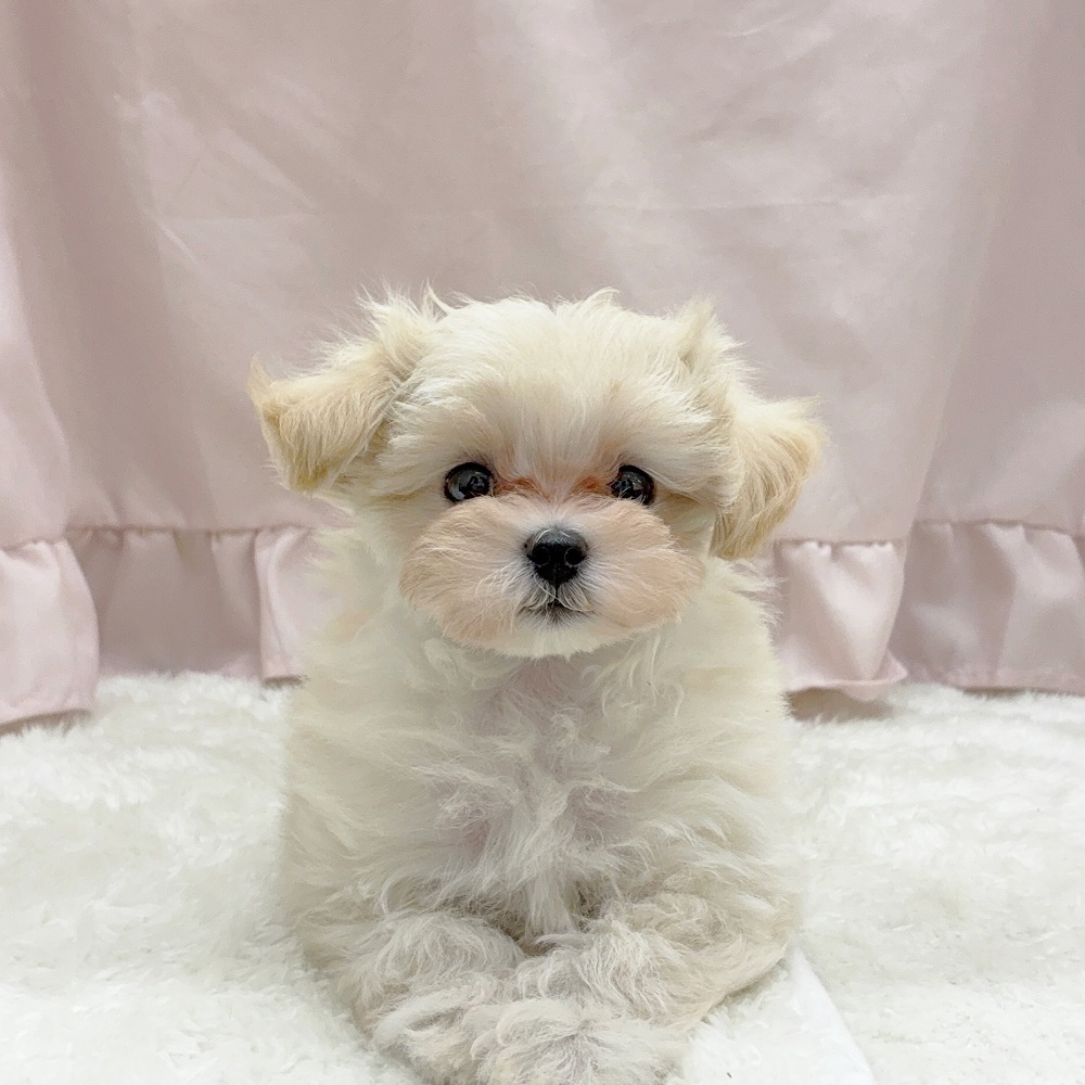 愛知県のマルプー(マルチーズ×プードル) (犬の家＆猫の里アミーゴ神の倉店/2025年6月4日生まれ/女の子/クリームホワイト)の子犬の1枚目の画像