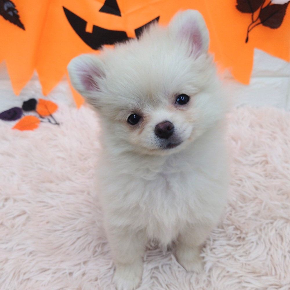 2025年8月19日生まれのポメチワ/チワポメ/ポメチー(ポメラニアン×チワワ)の5枚目の写真
