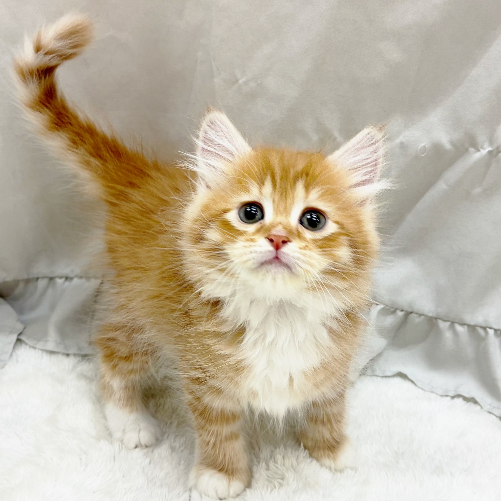 サイベリアン男の子の写真