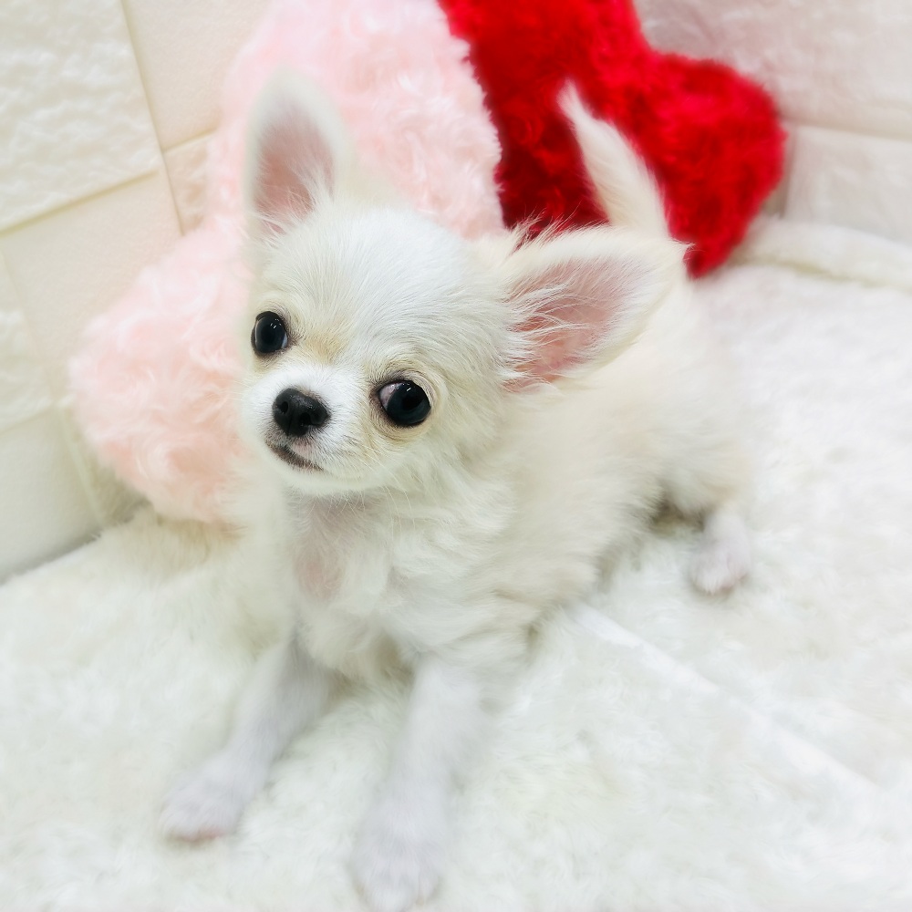 愛知県のチワワ(ロング) (犬の家＆猫の里アミーゴ神の倉店/2025年9月2日生まれ/男の子/クリームホワイト)の子犬の1枚目の画像