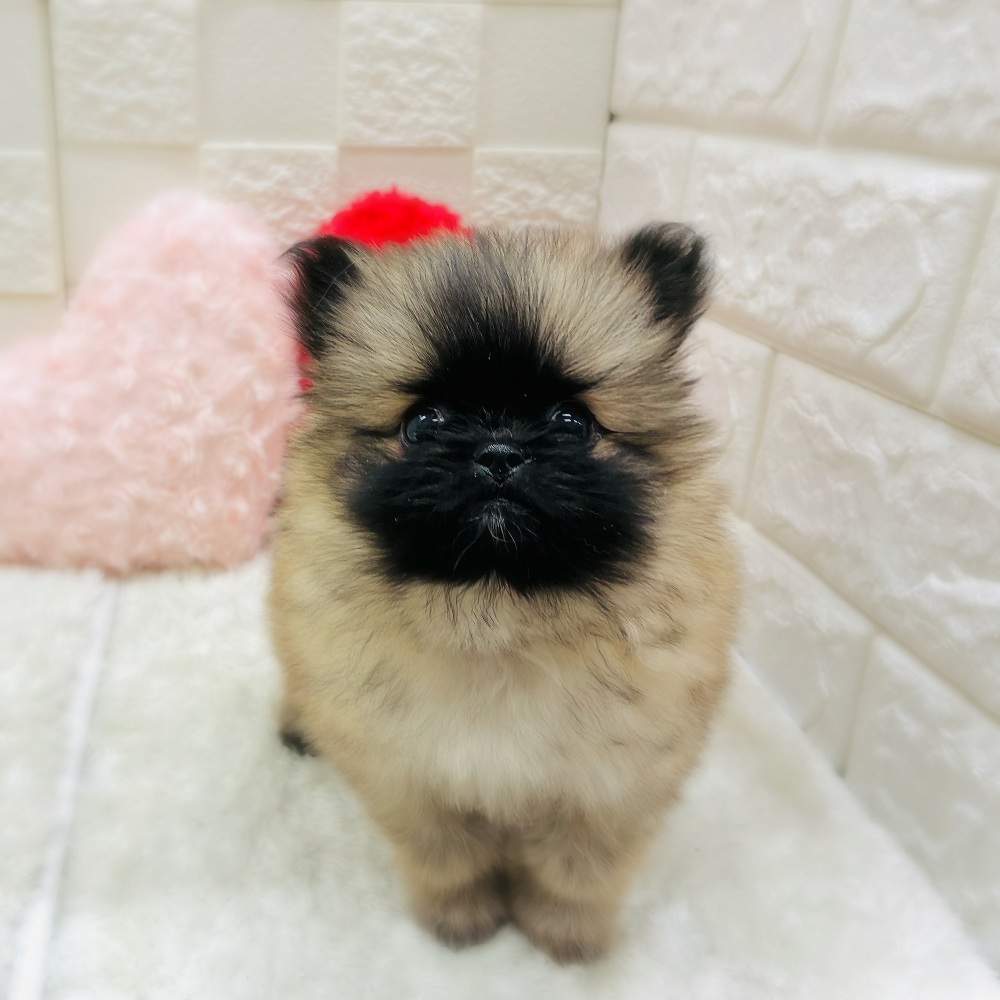 愛知県のペキポメ/ポメペキ(ペキニーズ×ポメラニアン) (犬の家＆猫の里アミーゴ神の倉店/2025年11月1日生まれ/女の子/フォーン)の子犬の1枚目の画像